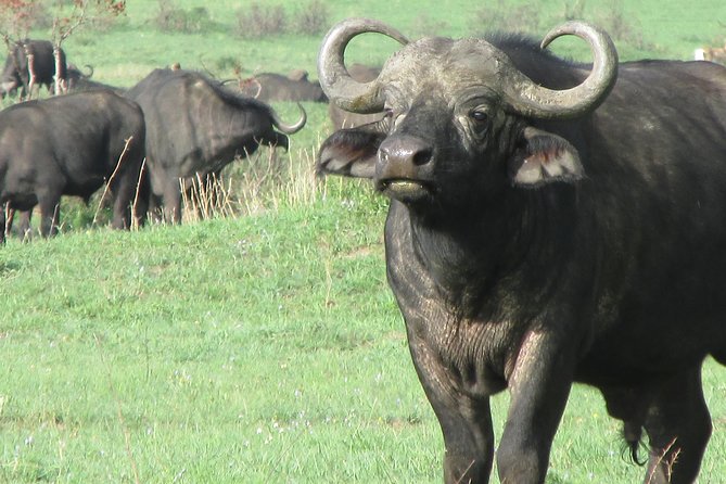 3 days Masai Mara - Three hours at the Mara River