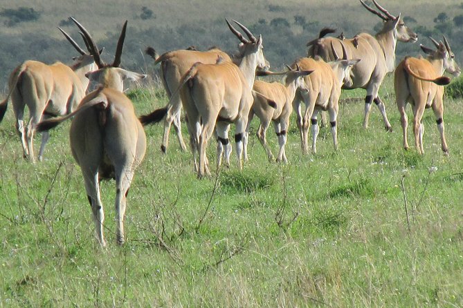 3 days Masai Mara - What the private format really gives you