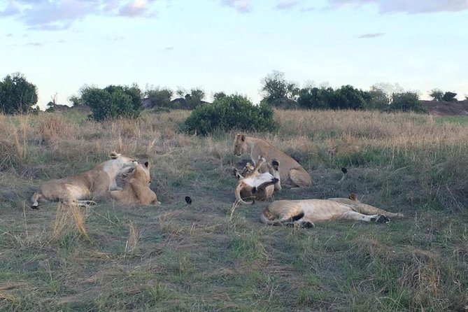 3 days Masai Mara - Who will get the most from this safari