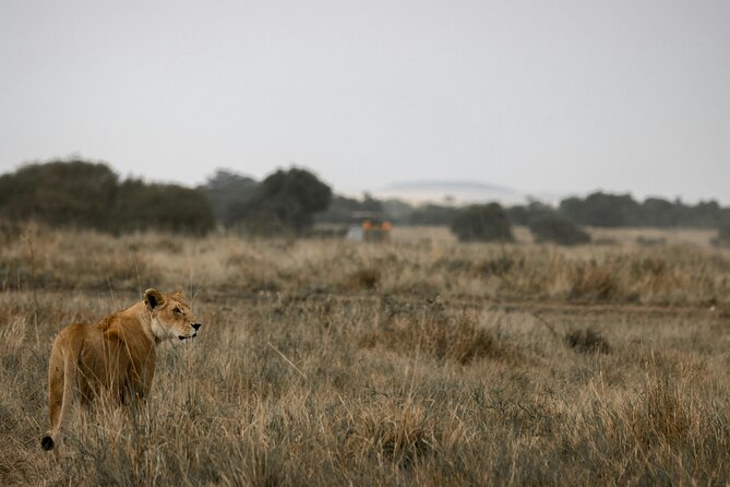 3 Days Masai Mara Budget Cruiser Shared Safari & Maasai Village - Rhino Tourist Camp and the shared-vehicle tradeoff