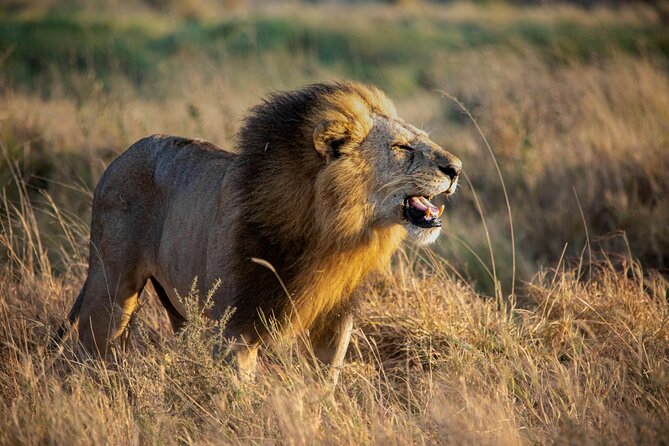 3 Days Masai Mara Budget Cruiser Shared Safari & Maasai Village - The guide factor