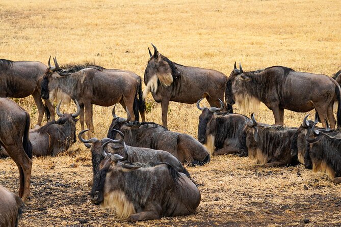 3 Days Masai Mara Budget Cruiser Shared Safari & Maasai Village - The main drawbacks to weigh