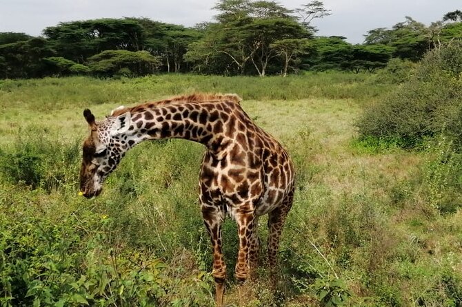 3 Days Masai Mara Budget Cruiser Shared Safari & Maasai Village - Day 2: A full Maasai Mara game drive