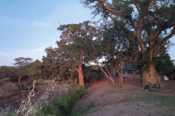 3 Days Masai Mara Camping Safari - Day 2: The strongest wildlife schedule