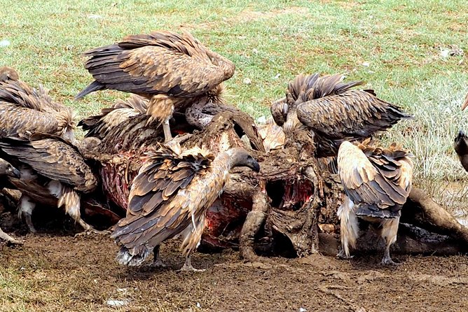 3 Days Masai Mara Camping Safari - The Great Migration and wildlife expectations