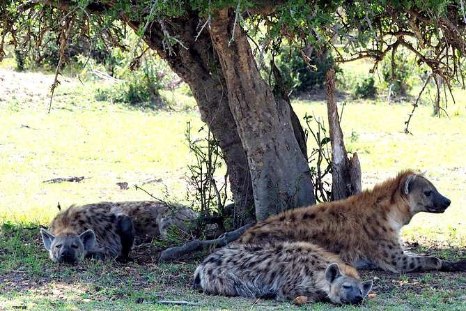 3 Days Masai Mara Camping Safari - Who should book this experience