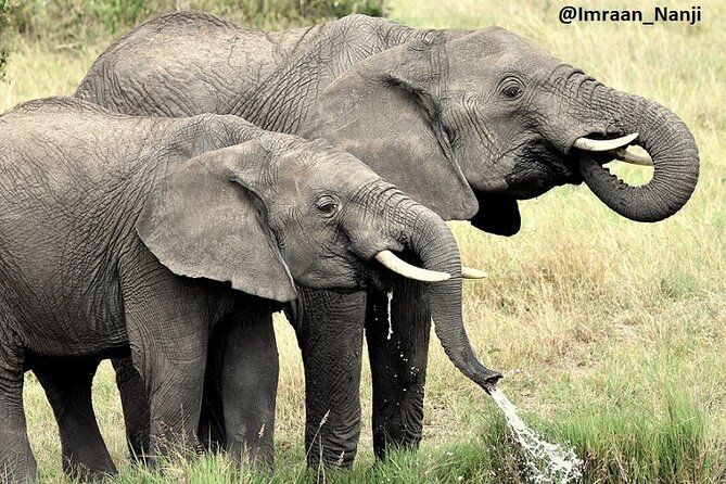 3 Days Masai Mara Camping Safari - Booking advice and cancellation risk