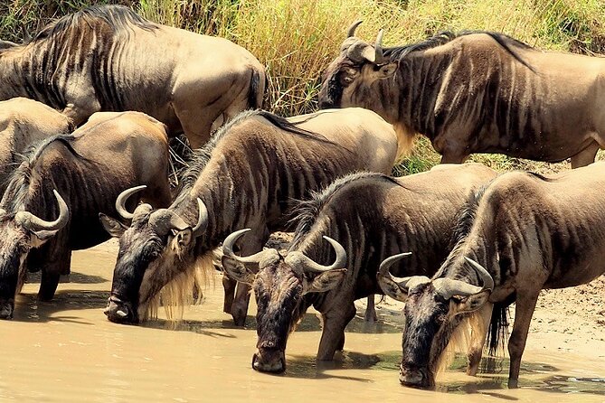3 Days Masai Mara Camping Safari - Day 3: A final drive and the long road to Nairobi