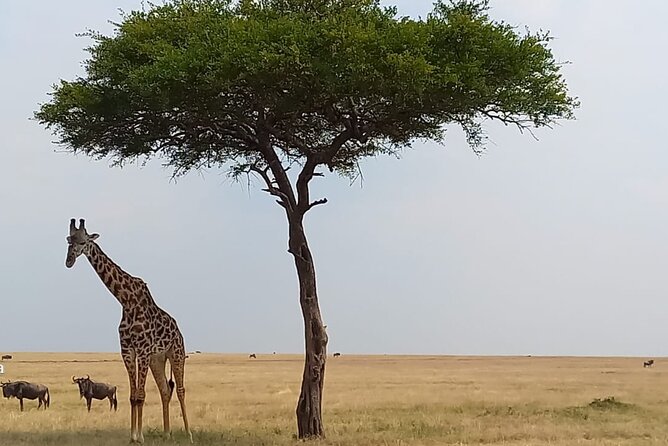 3 Days Masai Mara Experience - Nairobi to the Great Rift Valley viewpoint