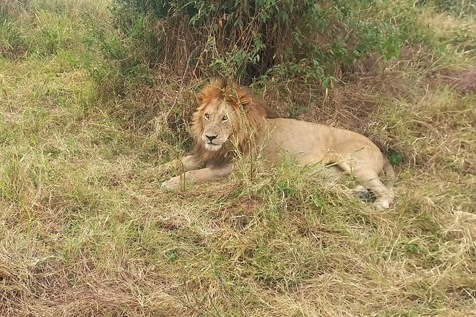 3 Days Masai Mara Experience - What the guide adds to the safari