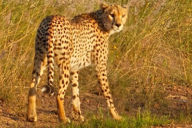 3 Days Masai Mara Experience - Who will get the most from this safari