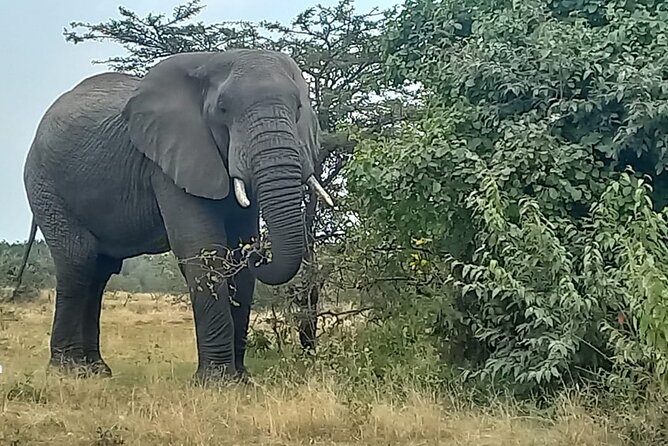 3 Days Masai Mara Experience - Day two: a full day of wildlife searching