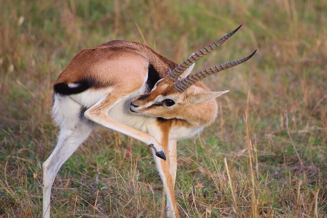 3 Days Masai Mara Flight Safari - Day one: from airport transfer to the first Mara drive