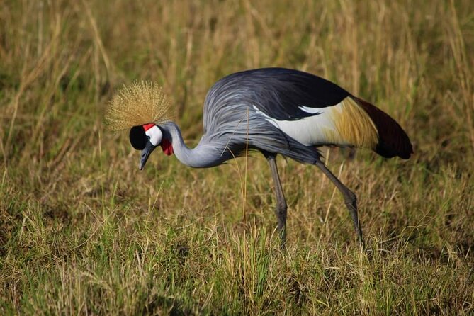 3 Days Masai Mara Flight Safari - What the $1,680 price includes