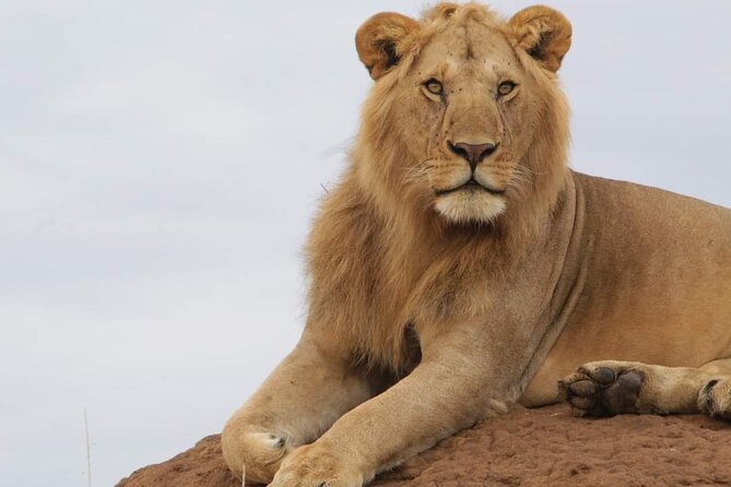 3 Days Masai Mara Flight Safari - Day two: the full wildlife day in the reserve