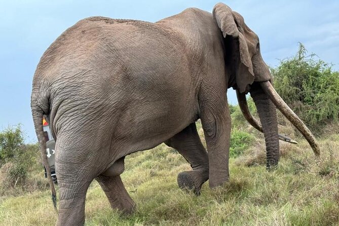 3 Days Masai Mara Group Budget safari in 4x4 Jeep Daily Tour - Key points before you book