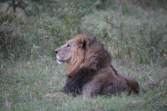 3 Days Masai Mara Group Budget safari in 4x4 Jeep Daily Tour - The first Masai Mara game drive from 4:00 to 6:00 p.m.