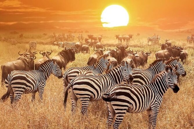 3 Days Masai Mara Group Budget safari in 4x4 Jeep Daily Tour - Day two, the main wildlife day