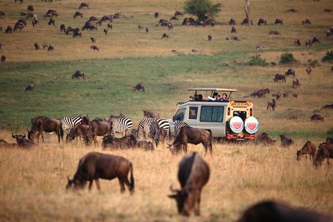 3 Days Masai Mara Group Budget safari in 4x4 Jeep Daily Tour - Camp life and the practical side of budget travel