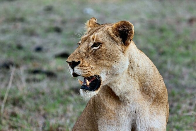 3 Days Masai Mara Group Budget safari in 4x4 Jeep Daily Tour - The drive back through Narok on day three