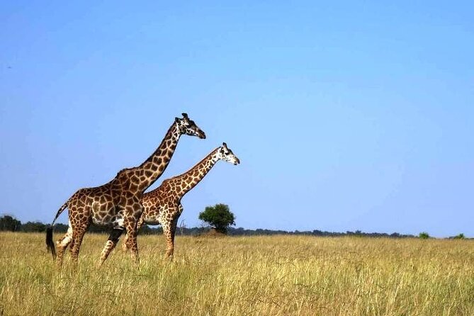 3 Days Masai Mara Group Budget safari in 4x4 Jeep Daily Tour - Is $540 good value?