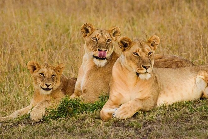3 Days Masai Mara Group Joining Safari - Key points to know before booking