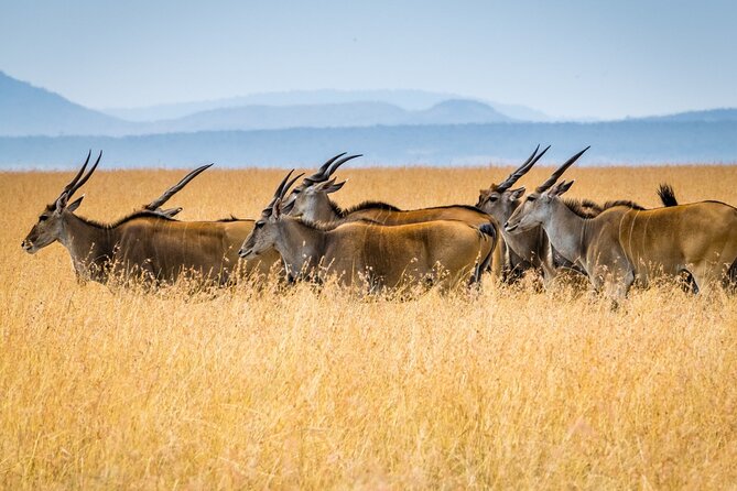 3 Days Masai Mara Group Joining Safari - What the $195 package really gives you