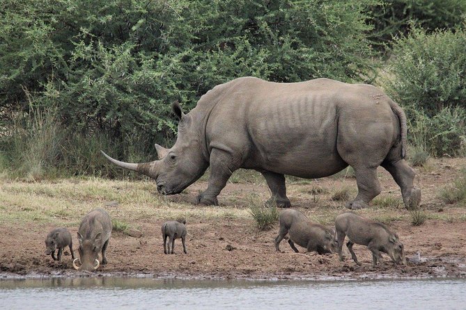3 Days Masai Mara Joining Tour - Day 1: Nairobi to the Mara and an afternoon among the animals