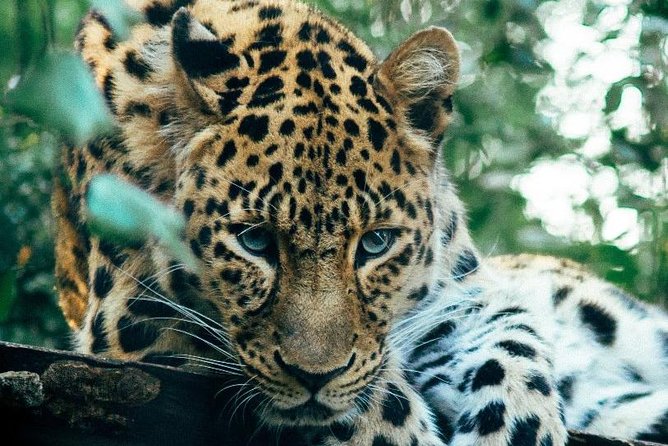 3 Days Masai Mara Joining Tour - What the $750 price really offers