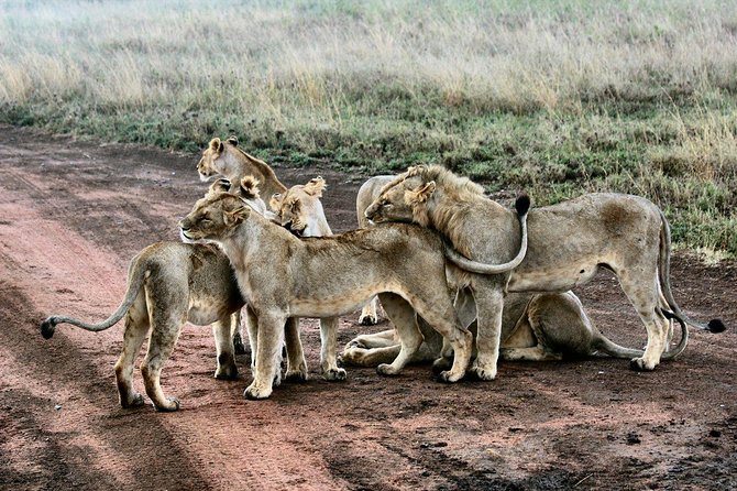 3 Days Masai Mara Joining Tour - The guide and the human side of the trip