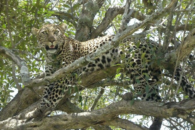 3 Days Masai Mara Luxury Safari - Day two: the full-day drive and the Mara River