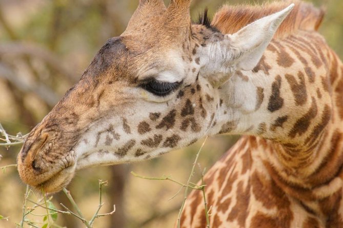 3 Days Masai Mara National Reserve Safari - A full 12-hour search on Day 2