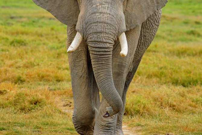 3 Days Masai Mara National Reserve Safari - The early drive on Day 3