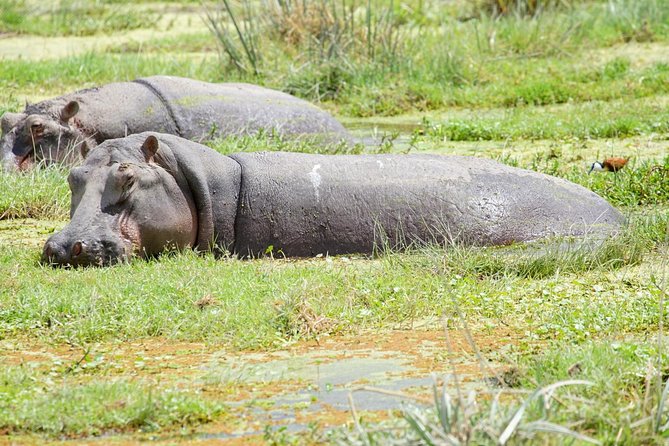 3 Days Masai Mara National Reserve Safari - Who should book this safari?