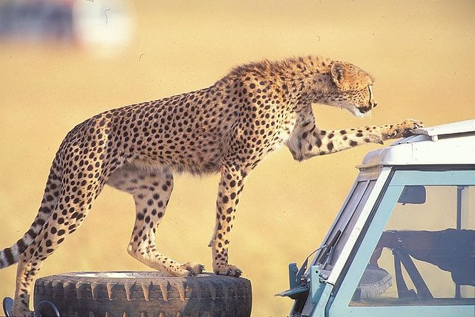 3 Days Masai Mara National Reserve Safari - The Mara River and its wildlife
