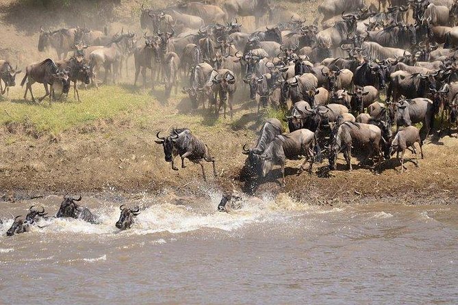 3 Days Masai Mara Private Safari at Sopa Lodge from Nairobi - Day two: a full day among the Mara animals