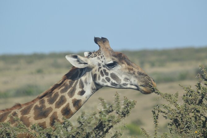 3-Days Masai Mara Rhythms Safari - The real shape of this three-day safari