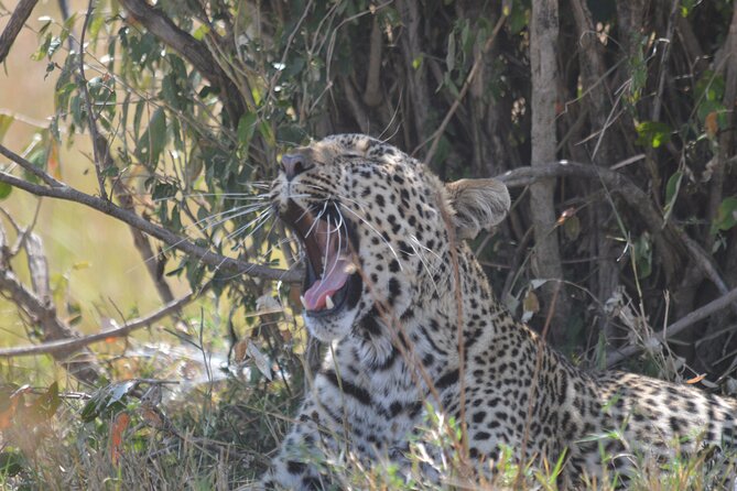3-Days Masai Mara Rhythms Safari - Who will enjoy this safari most