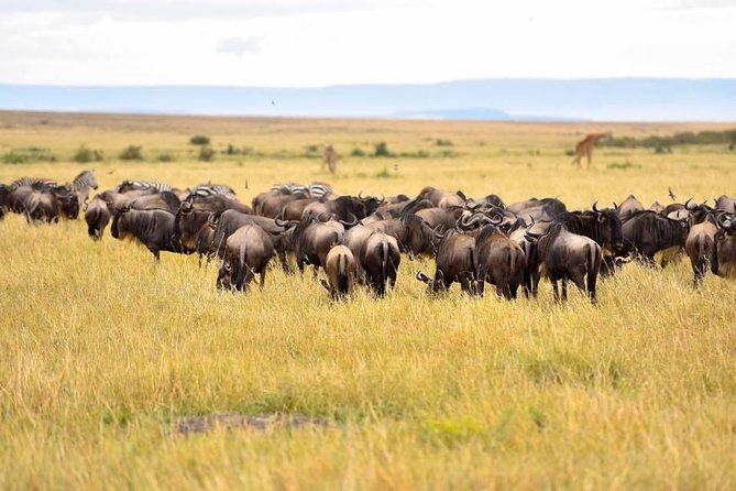 3 Days Masai Mara Safari - Day one: Nairobi, the Rift Valley, and the Mara River