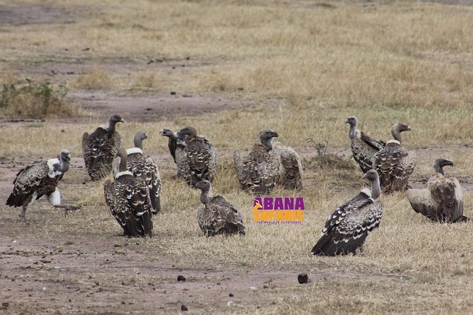 3 Days Masai Mara Safari - What the $400 price really covers
