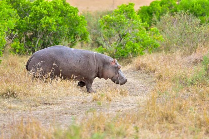 3 Days Masai Mara Safari - Physical demands and daily comfort