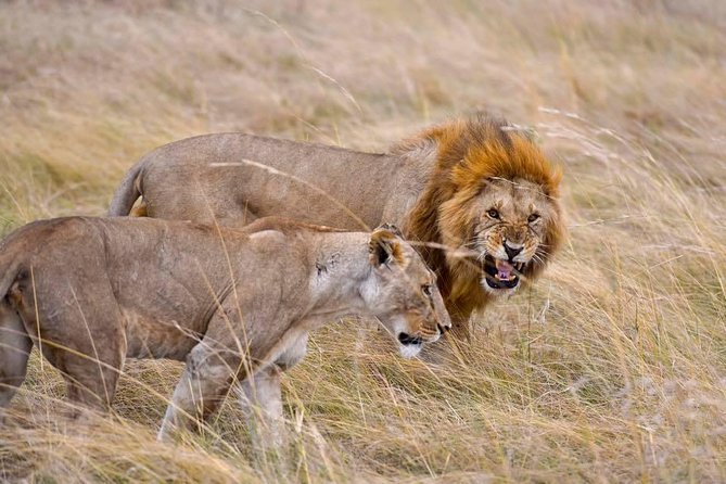 3 Days Masai Mara Safari - What the strongest praise tells you
