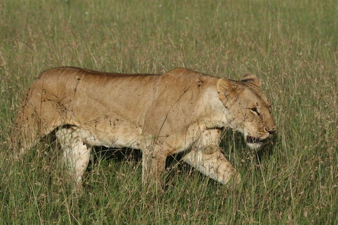 3 days masai mara safari from Nairobi - Key points at a glance