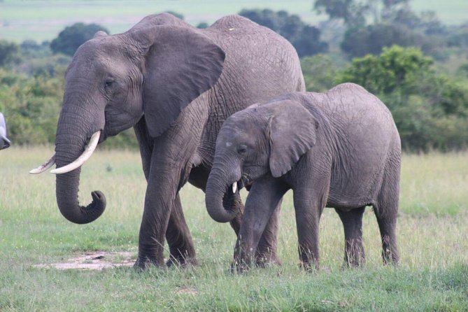 3 days masai mara safari from Nairobi - Why three days works for Maasai Mara