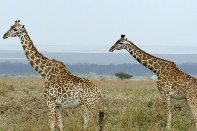3 days masai mara safari from Nairobi - Two nights in a tented camp