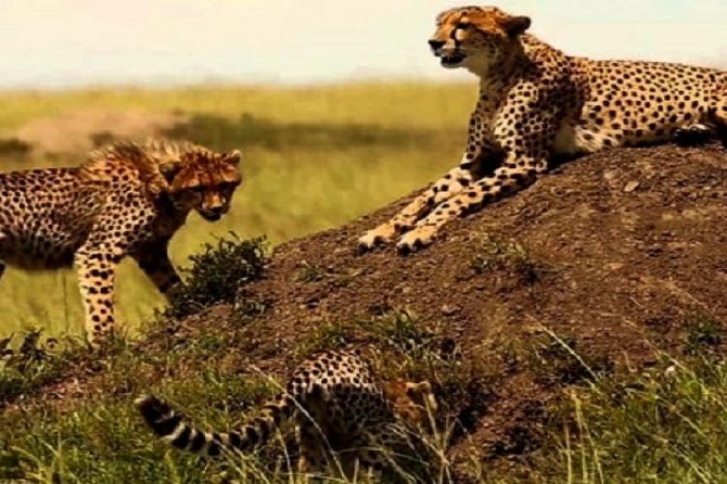 3 days masai mara safari from Nairobi - Optional Maasai village visit