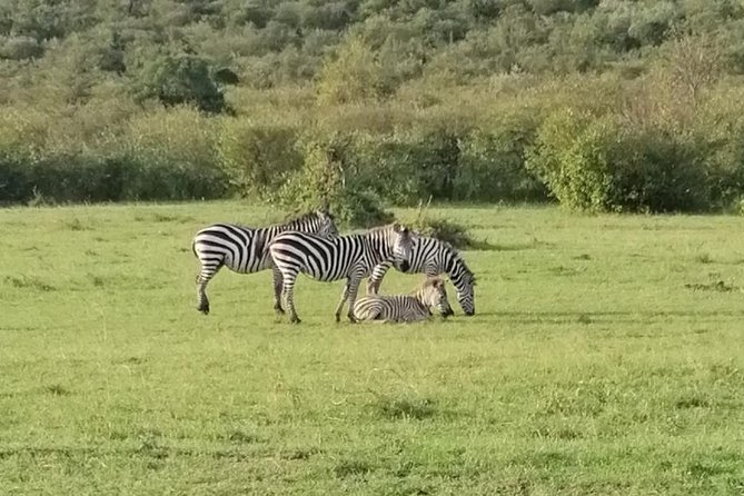 3 Days Masai Mara Safari Group Joining (Daily Departures) - Day two: a full day in the reserve