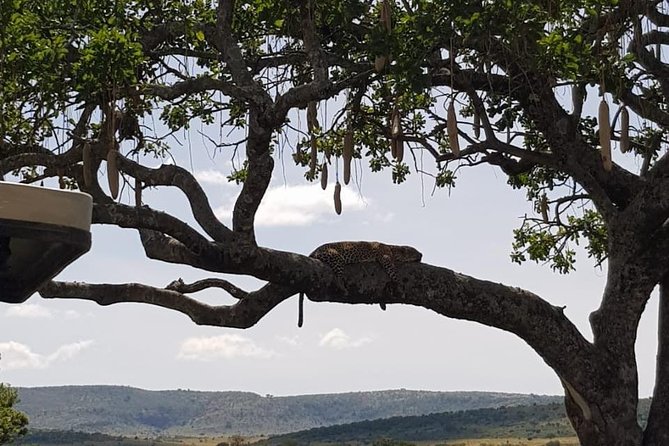 3 Days Masai Mara Safari Group Joining (Daily Departures) - Day three: breakfast, culture, and the road back