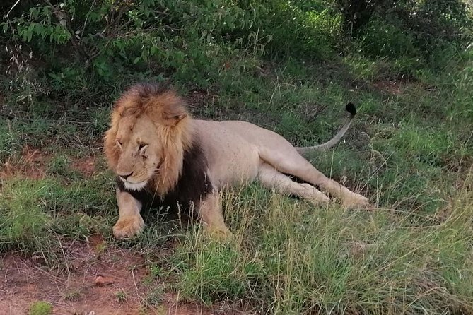 3 Days Masai Mara Safari Group Joining (Daily Departures) - Meals, camp life, and the group format
