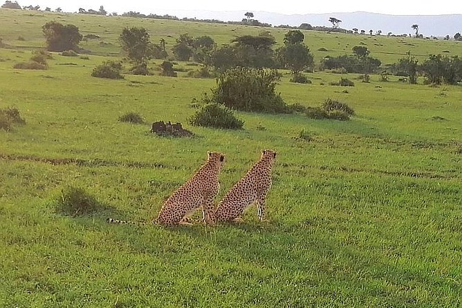 3 Days Masai Mara Safari Group Joining (Daily Departures) - Is $642.86 good value?